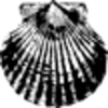 Scallop Shell Upsidedown Med Image